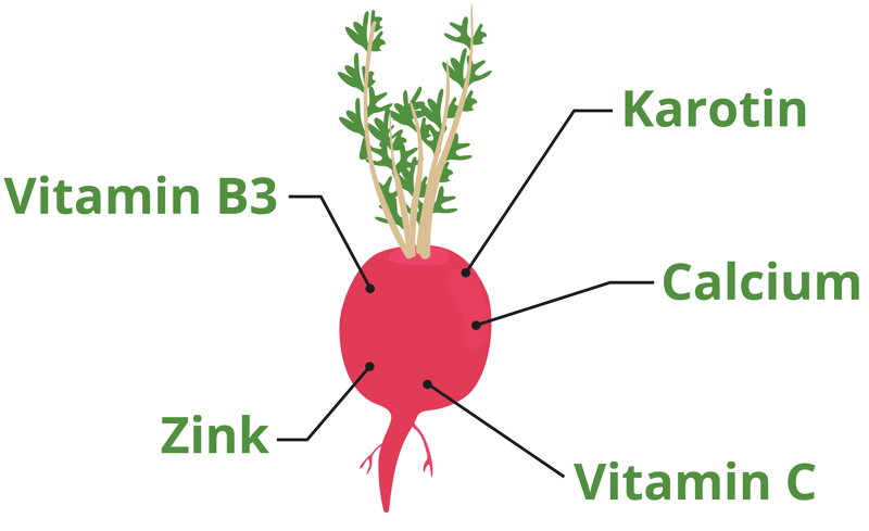 Maca Wurzel Inhaltsstoffe