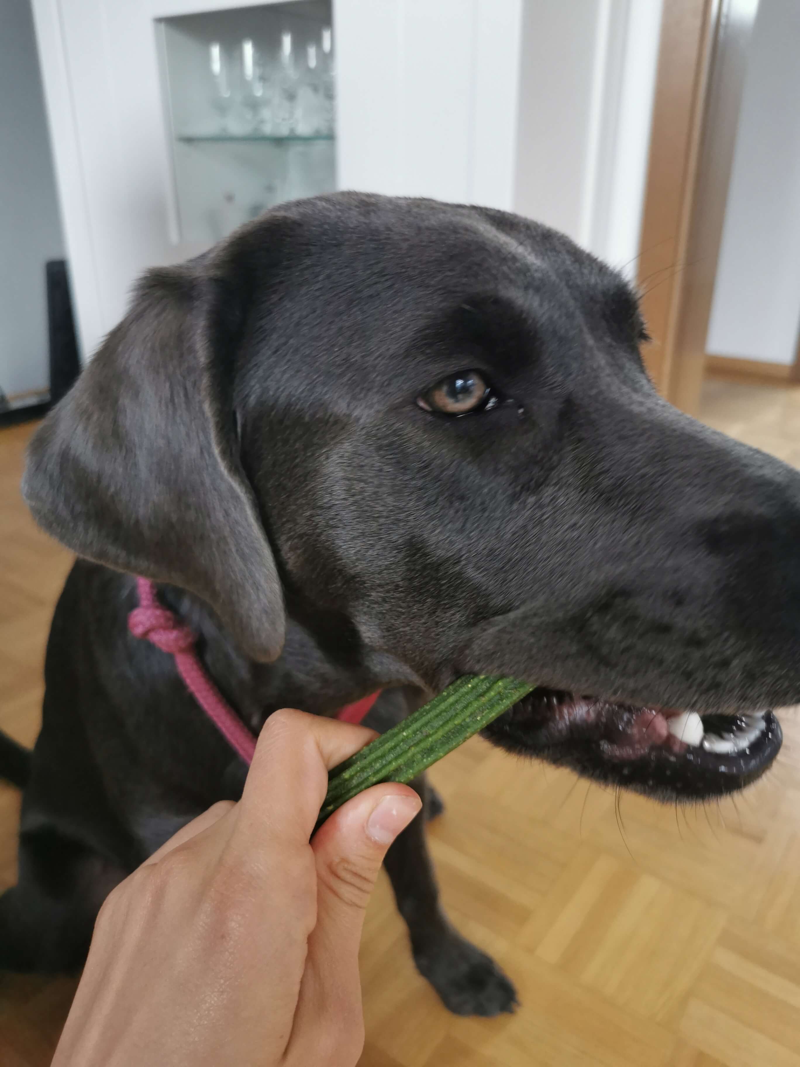 Lucy mag den CBD Stick für Hunde.