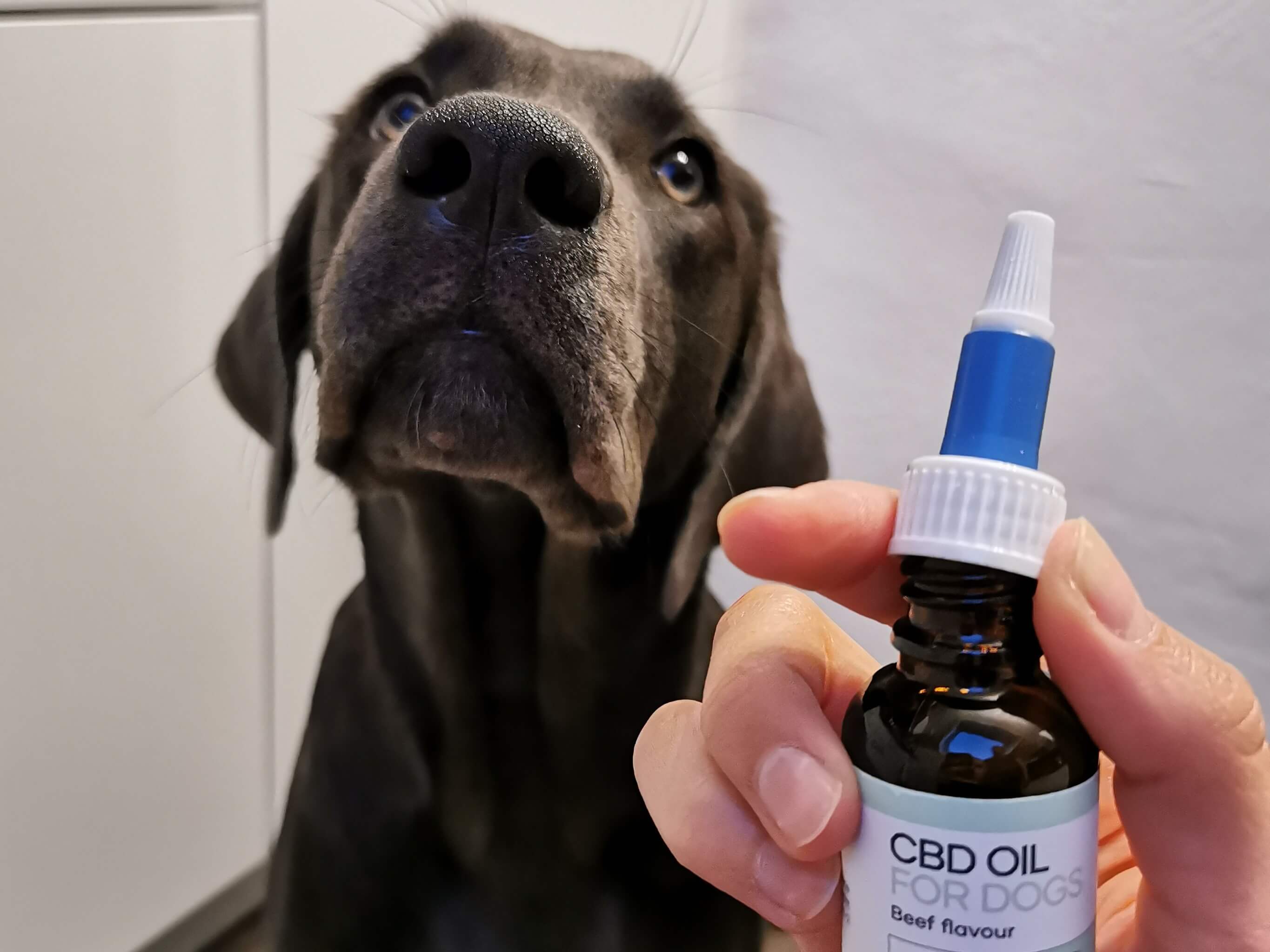 Endlich ein CBD Öl für Hunde mit Geschmack. Bei dieser Variante schmeckt der Hund Rind. Foto: © Die Grüne Oase