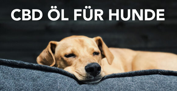 Wir sind gespannt auf Lucys Reaktion auf das CBD Öl.